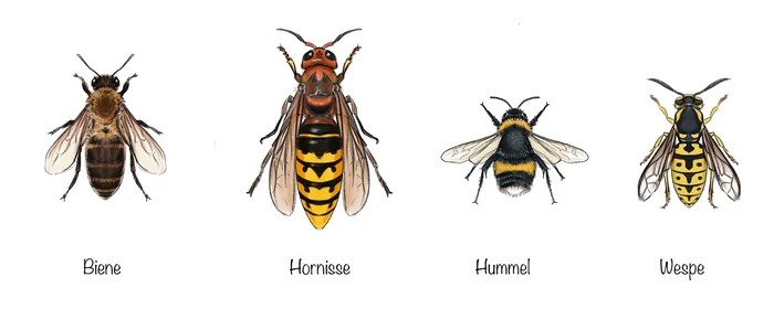 Vergleich Insektenarten Wespe Biene Hornisse